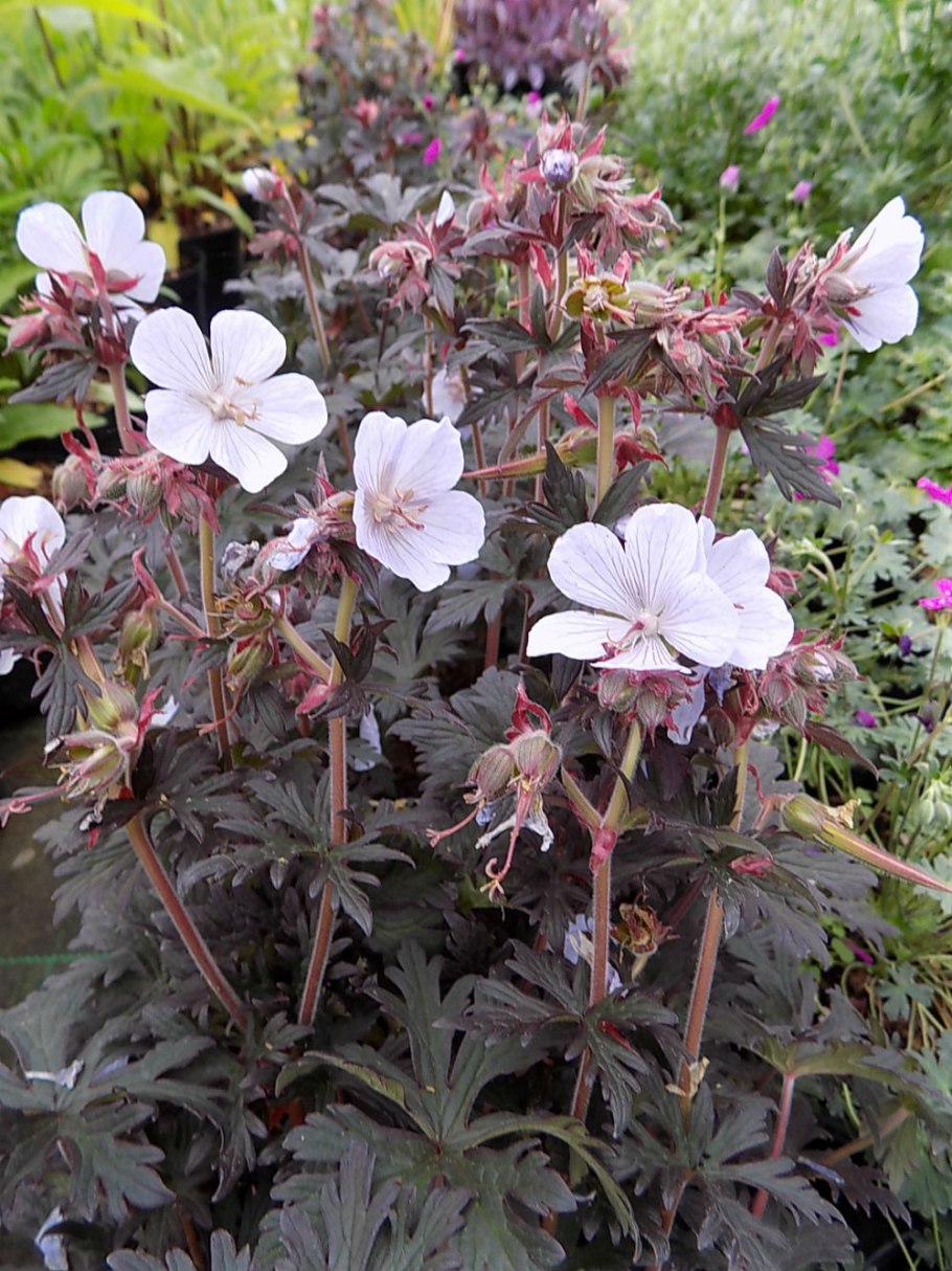 Geranium sylvaticum формула