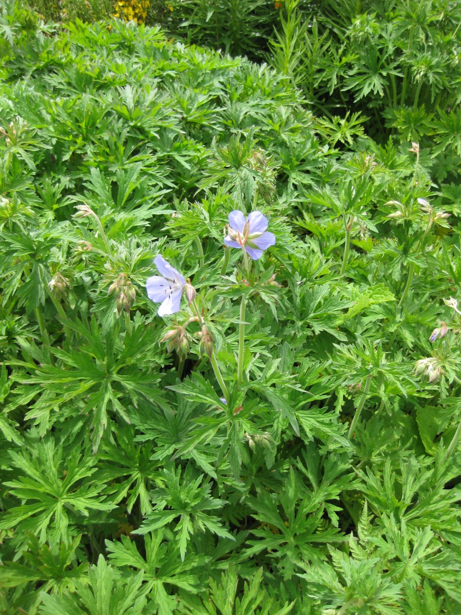 Герань Geranium pratense cloud Nine
