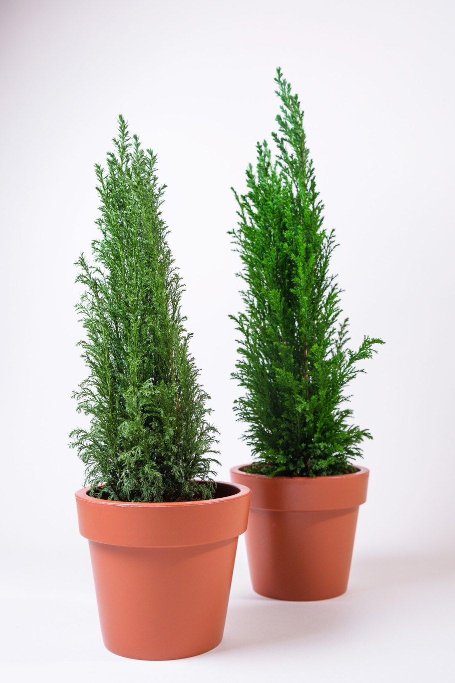 Кипарис в горшке