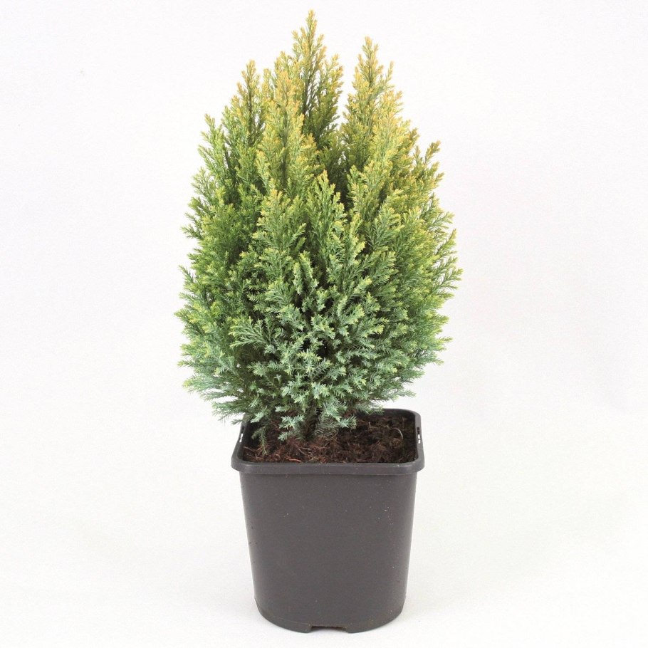 Туя закручивающаяся спиралью