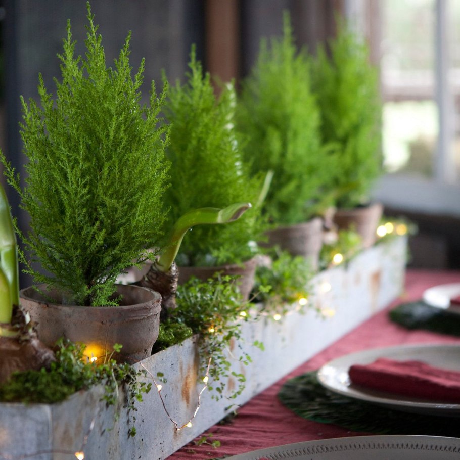 Кипарисовик Лавсона Колумнарис