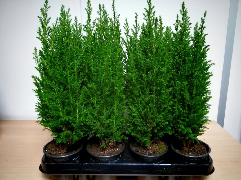 Туя Западная Смарагд спираль