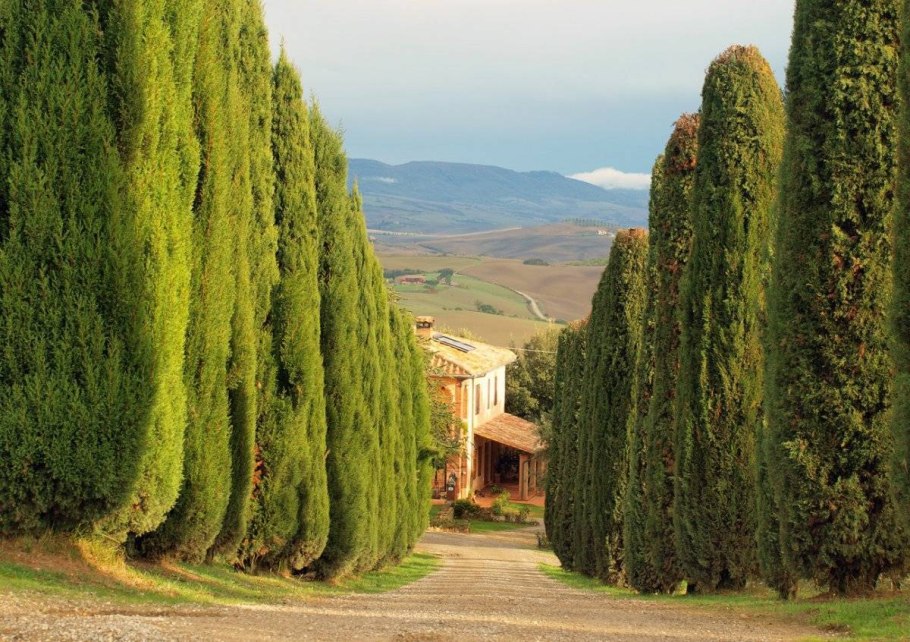 Туя кипарисовик