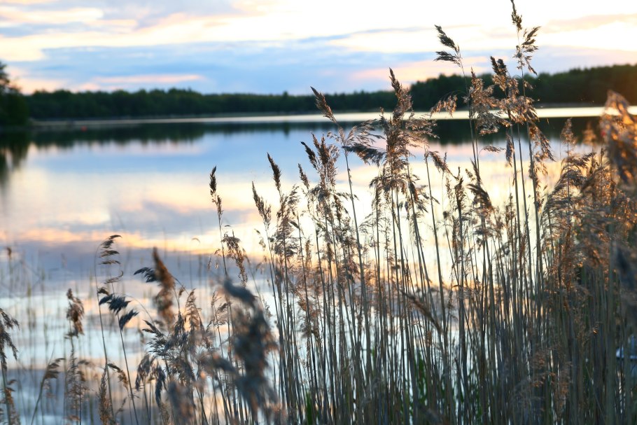 Лесная опушка болотце