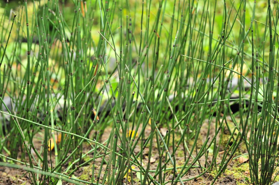 Мещерская низменность болота