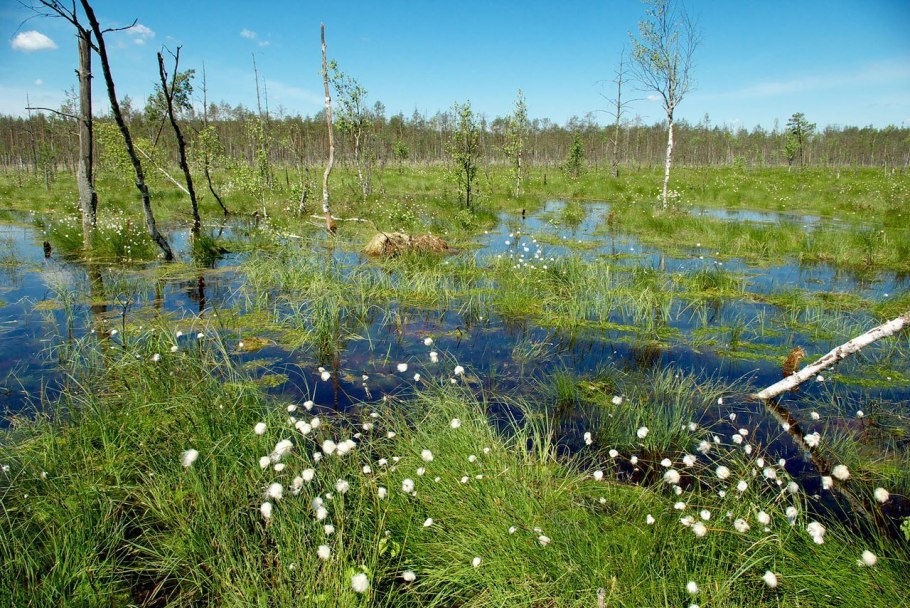 Ликоподиум плаун