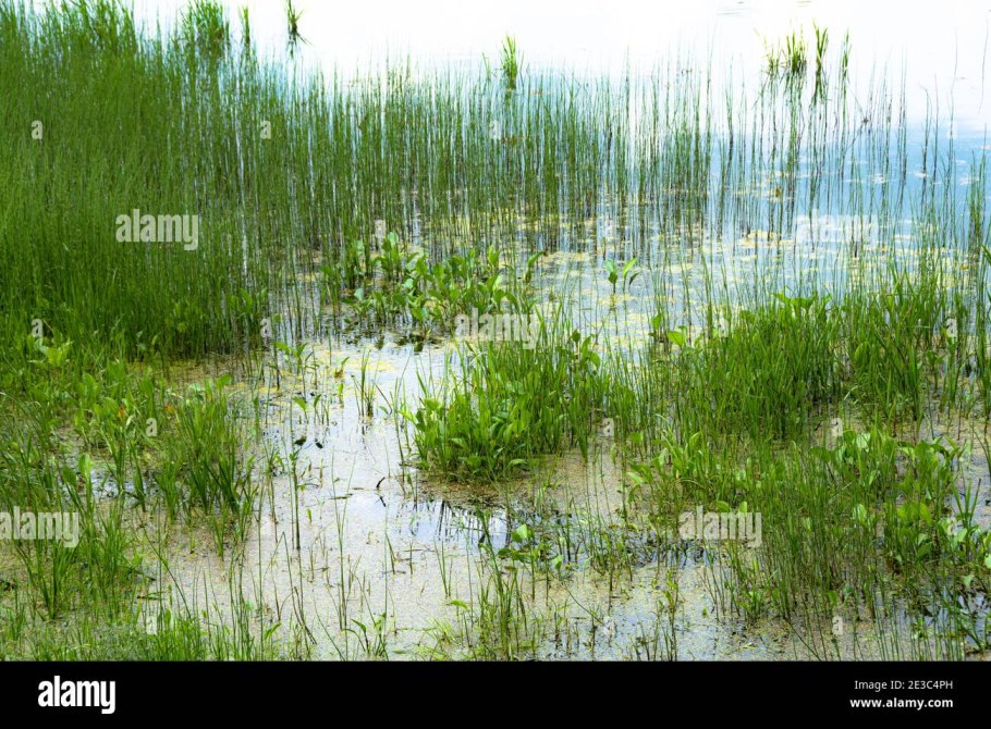 Осоковое болото