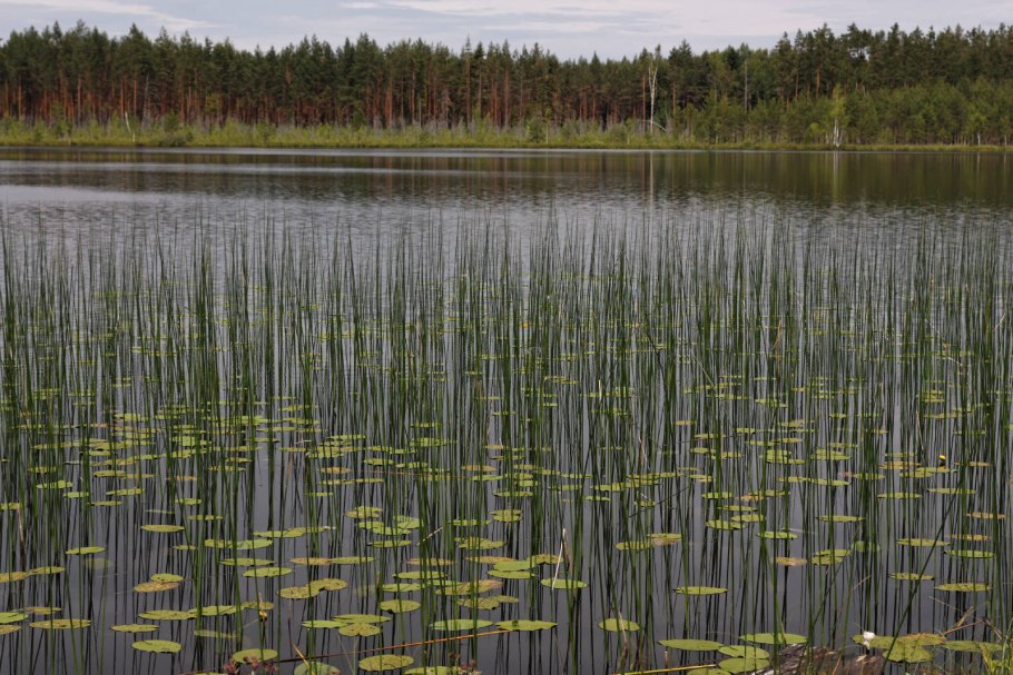 Хвощ Озерный