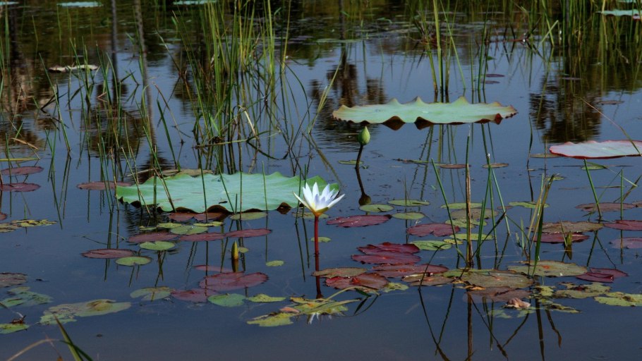 Болото водяного