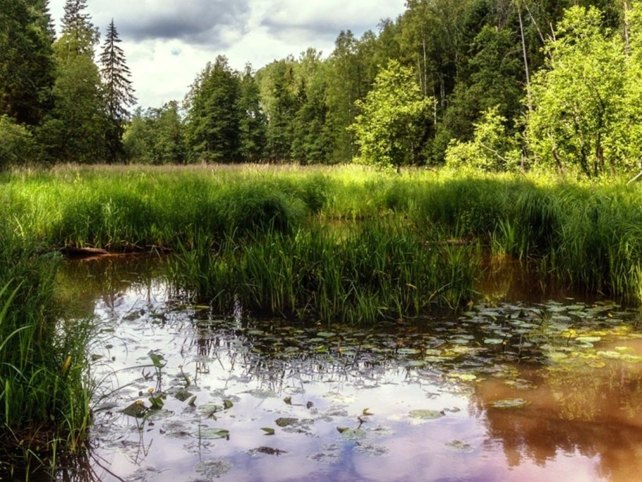 Лесное озеро кувшинки камыш