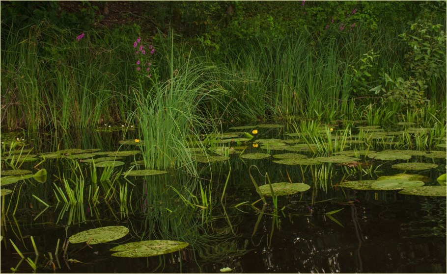 Болото черепахи Тортиллы