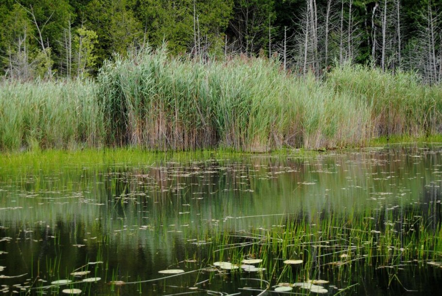 Дикорастущие растения камыш