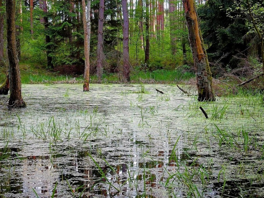 Болото двупрудка