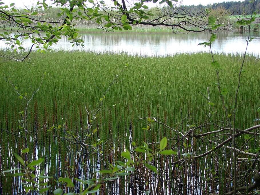 Хвощ полевой зимующий