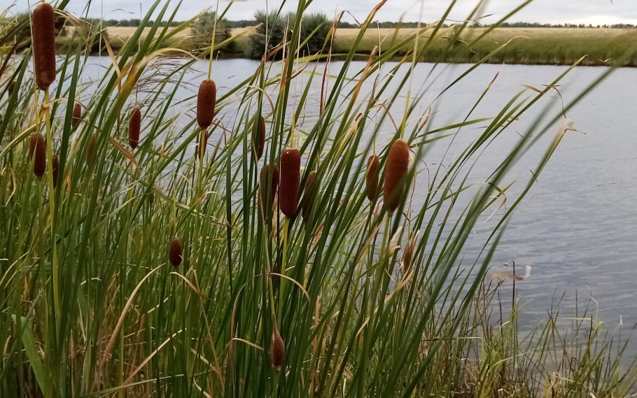 Растения гидрофиты камыш