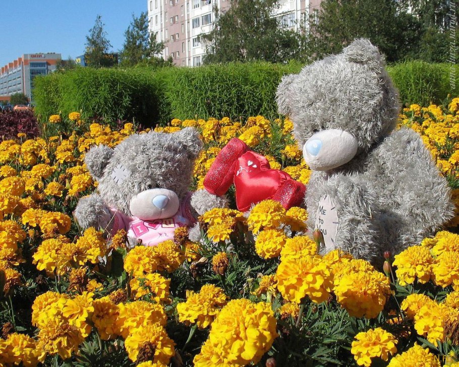 Подсолнух Медвежонок Тедди