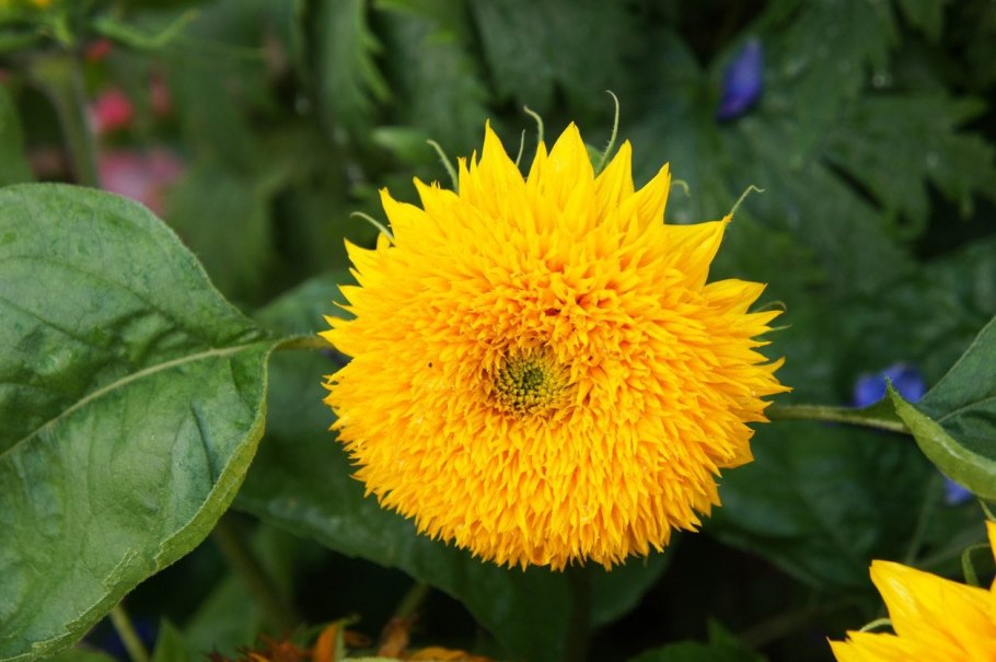Подсолнух Джайнт Санголд (giant Sungold)