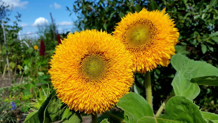 Dwarf Sungold подсолнух