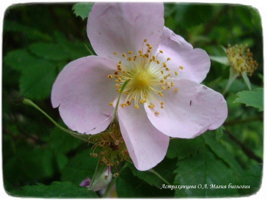 Цветы фото математика