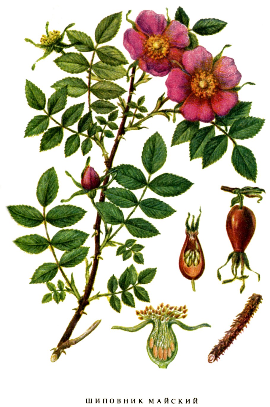Шиповник Rosa Canina