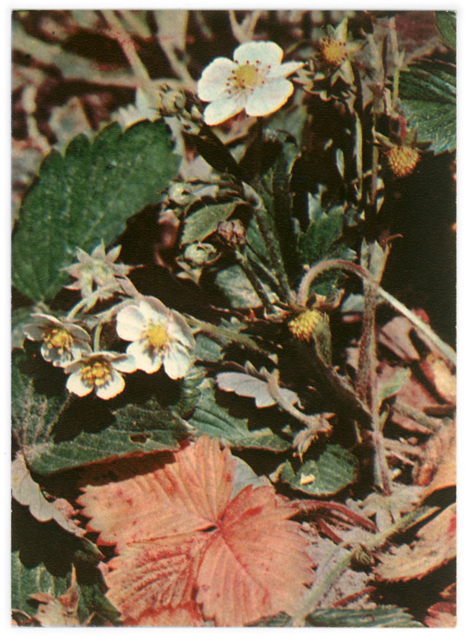 Шиповник Rosa multiflora