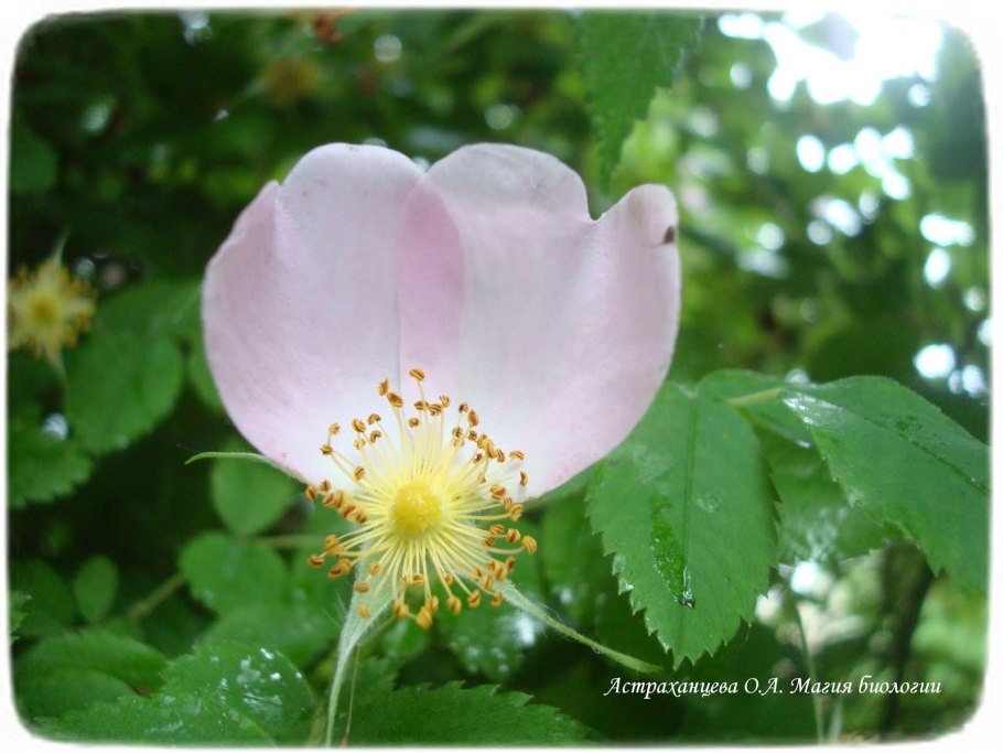 Подсемейство Шиповниковые
