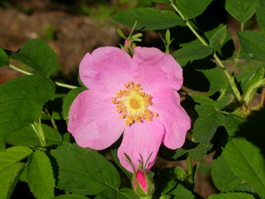 Rosaceae Розоцветные