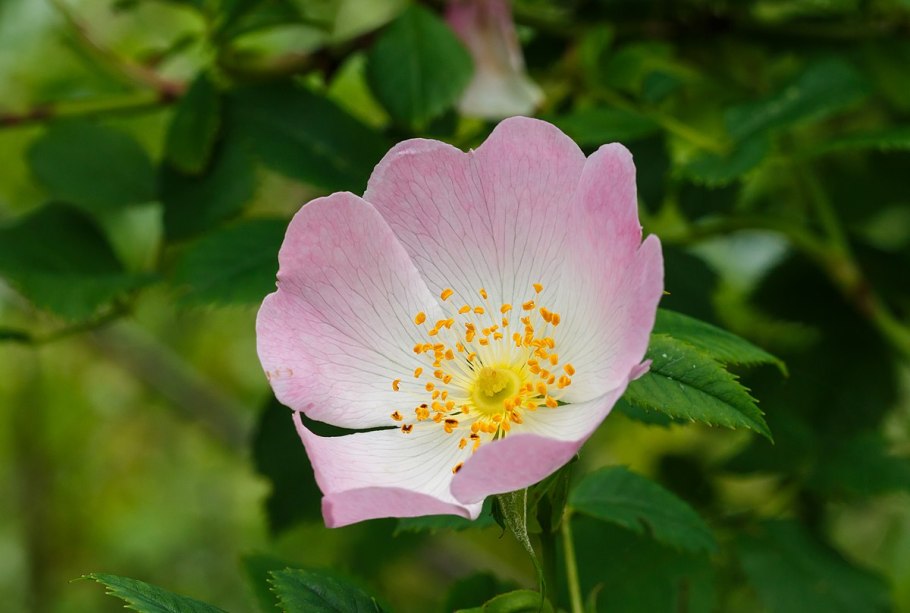 Роза иглистая – Rosa acicularis