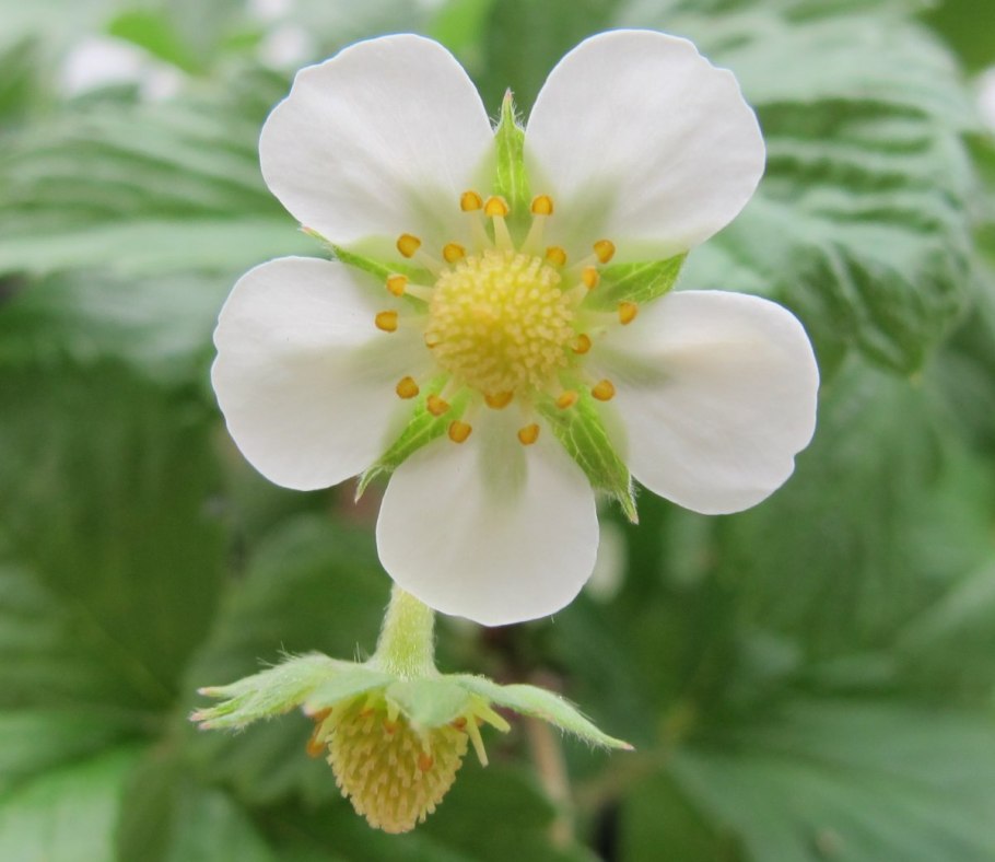 Соцветие земляники Лесной