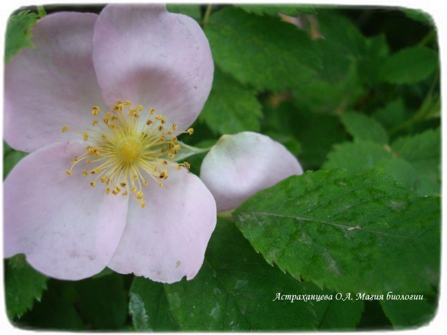 Покрытосеменные Розоцветные