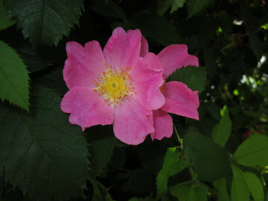 Rosa foliolosa
