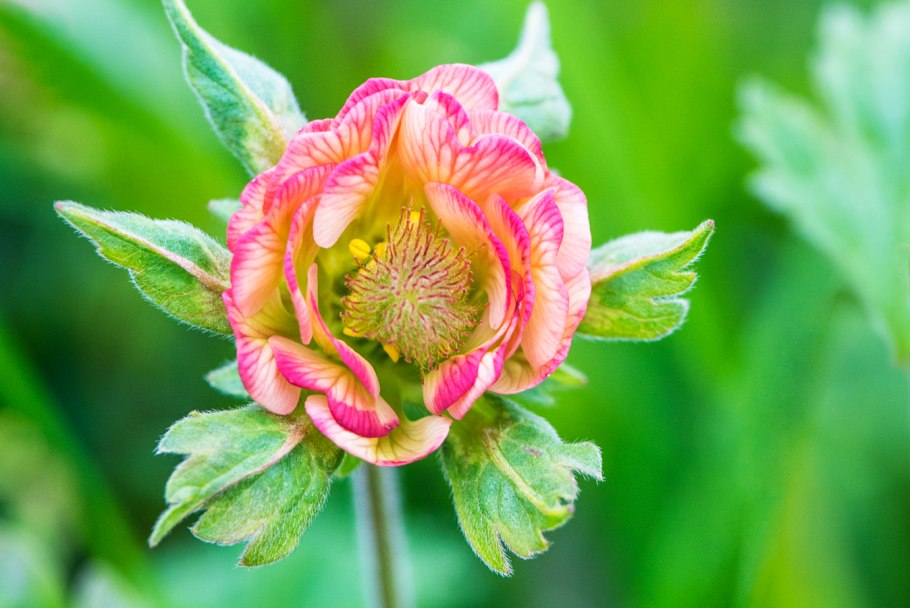 Rosaceae (Rose Family)