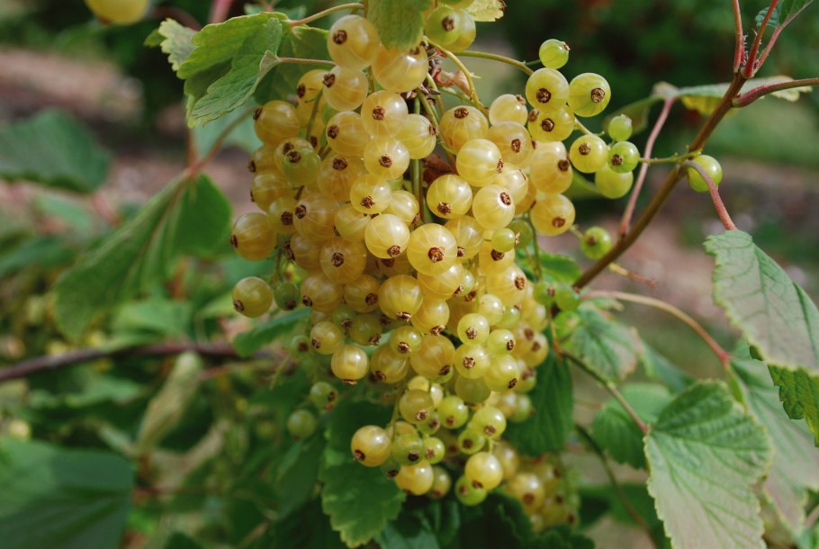 Заготовки из белой смородины