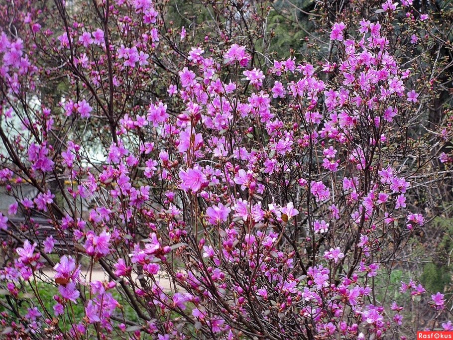Забайкальский багульник (рододендрон Даурский)