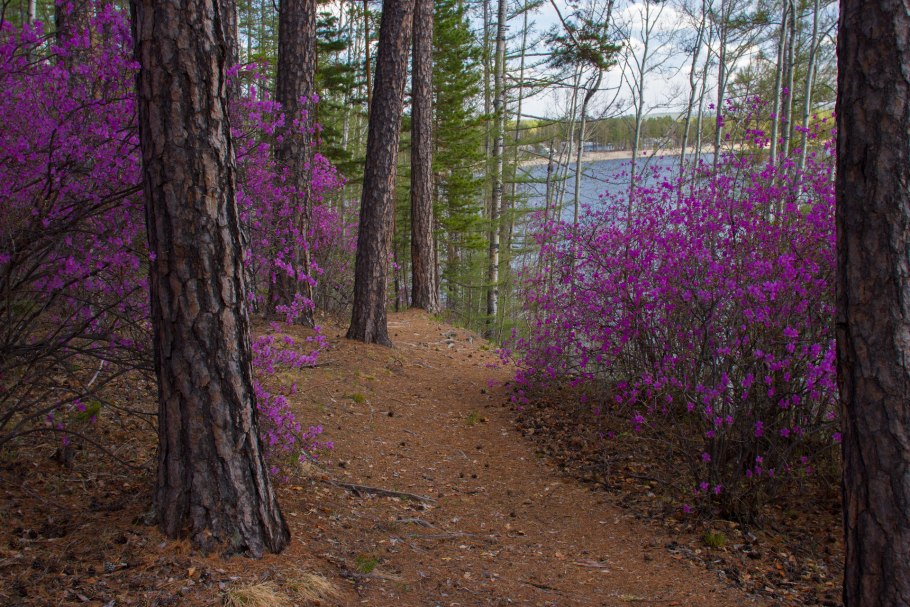 Багульник цветет