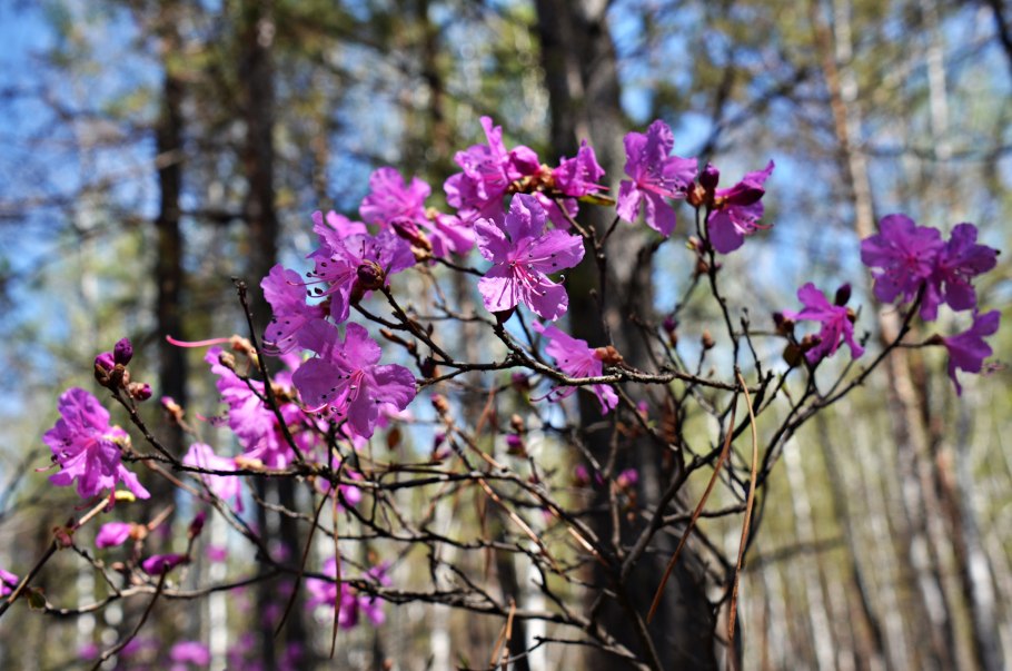 Багульник рододендрон