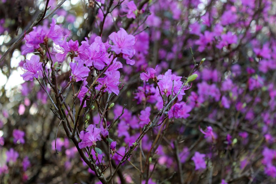 Багульник Сибирский