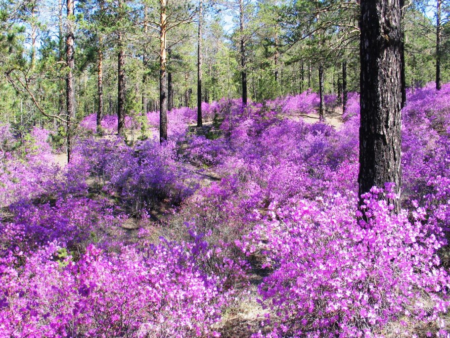 Рододендрон Даурский