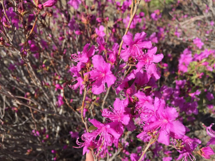 Багульник растение в Забайкалье