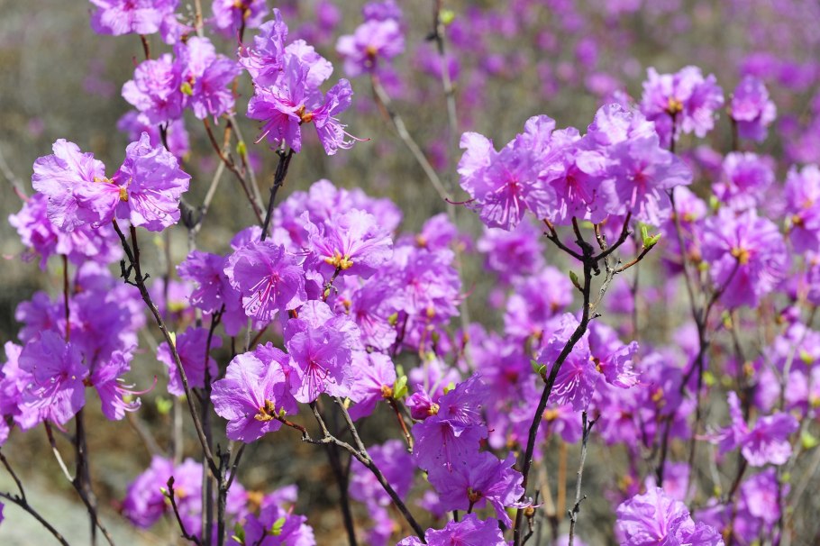 Цветы багульника