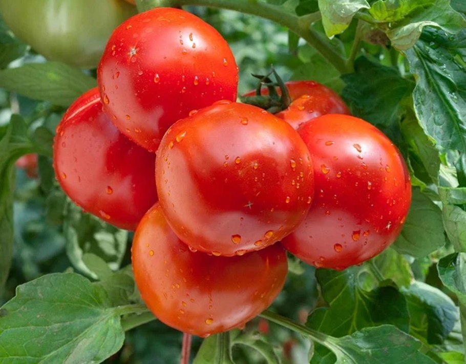 Розмарин фунтовый томат