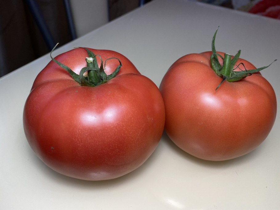 Помидоры суперранние низкорослые сорта