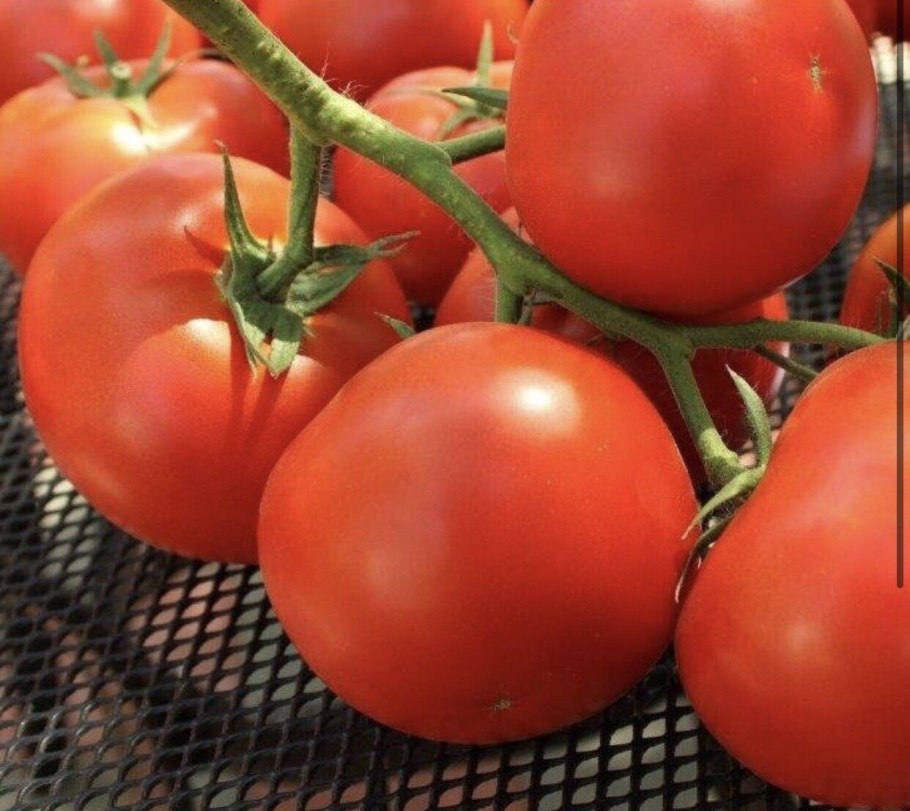 Томат Фантастина f1 Сингента