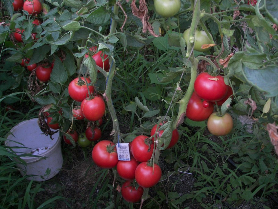 Ранняя пташка сорт помидор