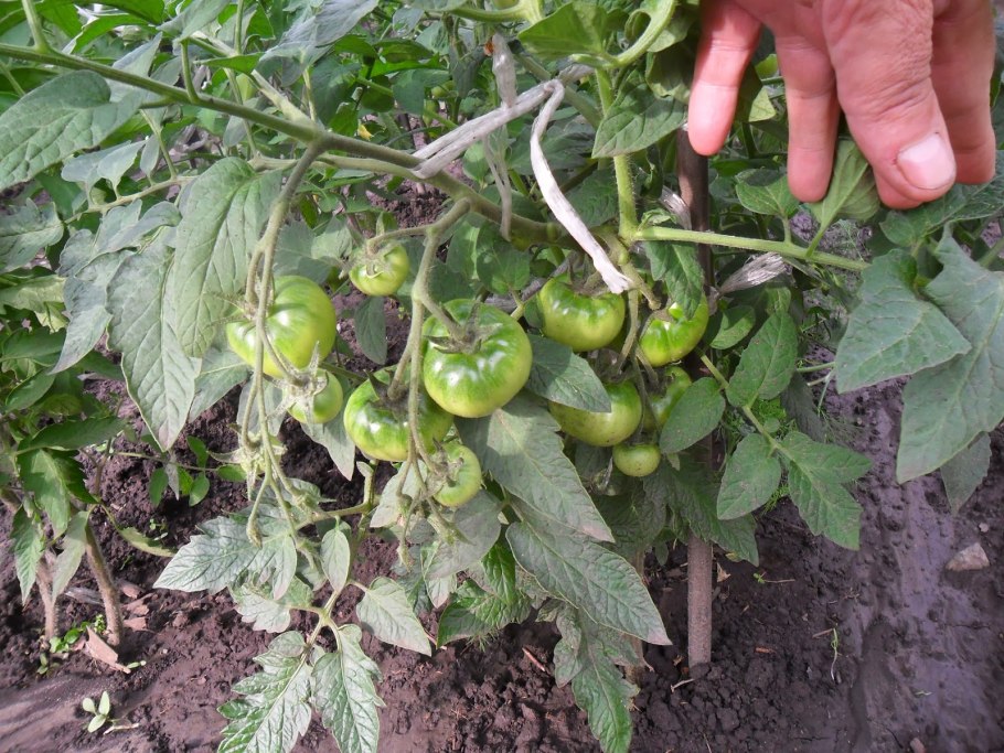 Трипс калифорнийский на томатах