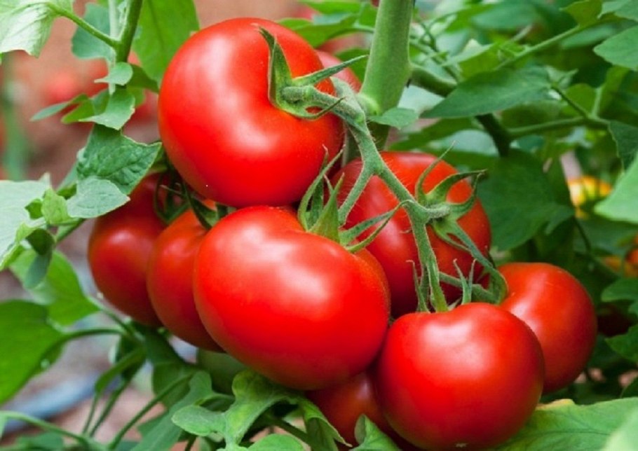 Томат благовест f1