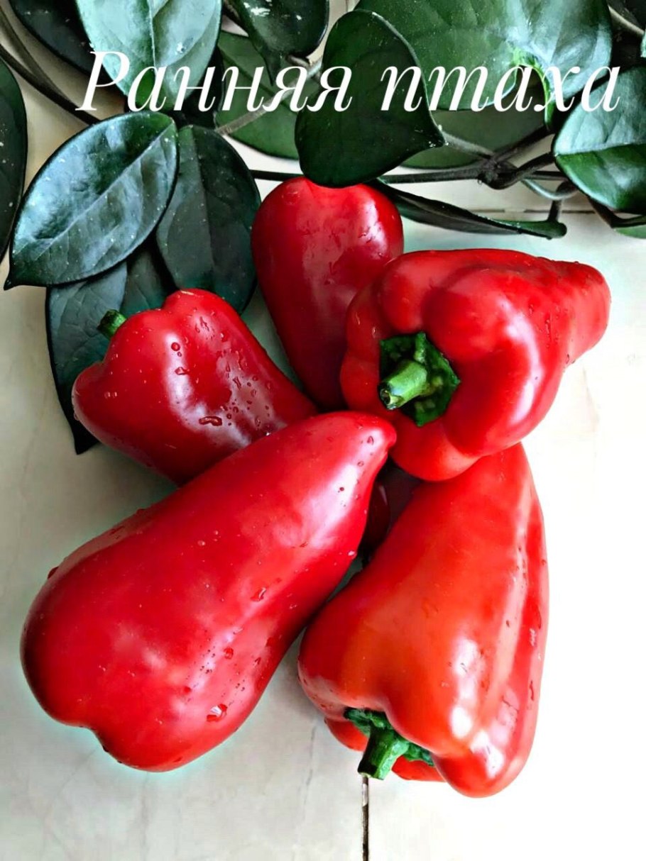 Семена томат Данко 20 шт Сибирский сад