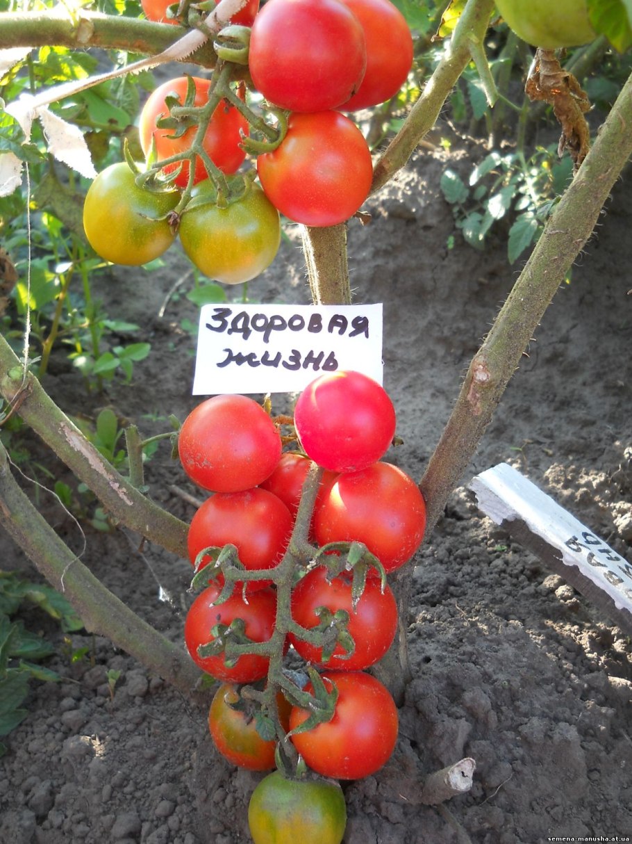 Ранняя пташка сорт помидор