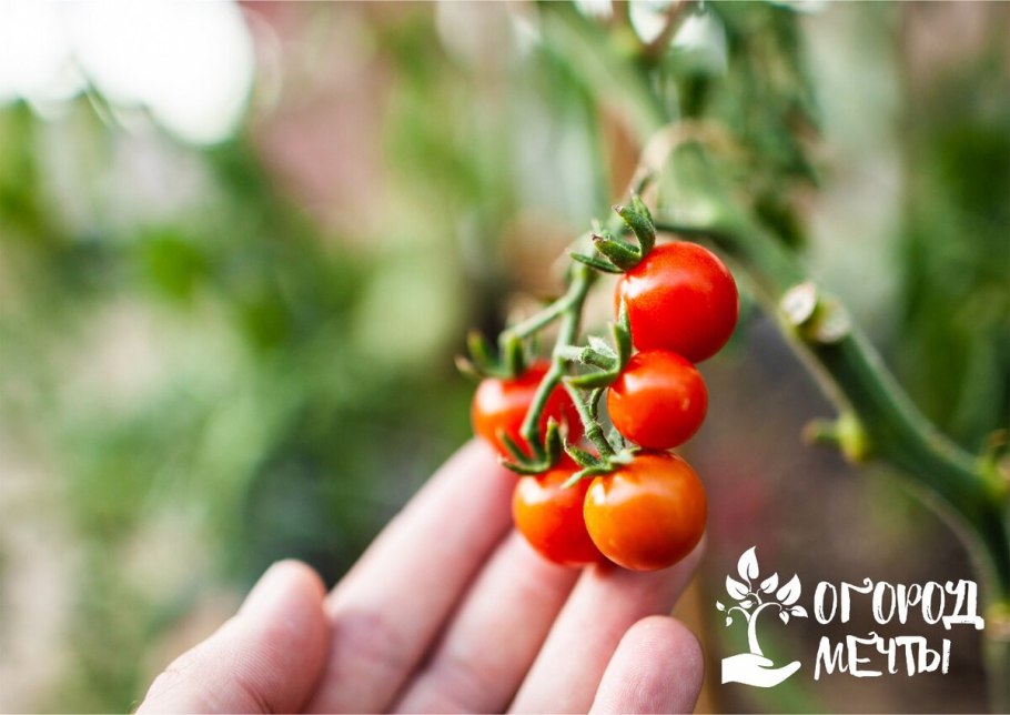 Томат черри