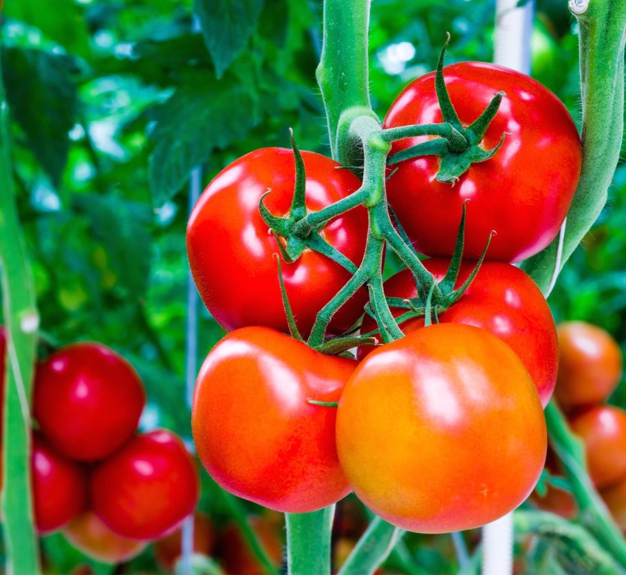 Томат Вашингтон